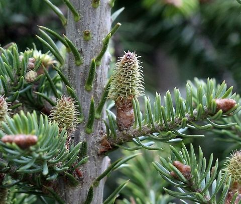 Abies balsamea Ovuliferous strobili or megasporangiate strobili of Abies balsamea (Balsam Fir). This tree recently fell over so I was able to get to see the top where most of the cones are produced. Abies balsamea,Balsam fir,Geotagged,Spring,United States,cones,conifer,gymnosperm,megasporangiate,ovuliferous strobili,tree