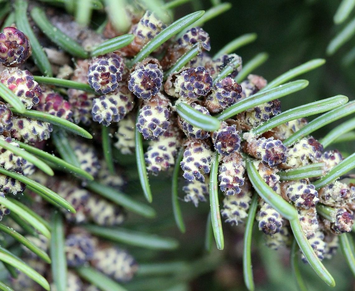 Abies balsamea Pollen or microsporangiate strobili of Abies balsamea (Balsam Fir) with pollen ready to be released. Abies balsamea,Balsam fir,Geotagged,Spring,United States,cones,fir,microsporangiate,pollen,tree