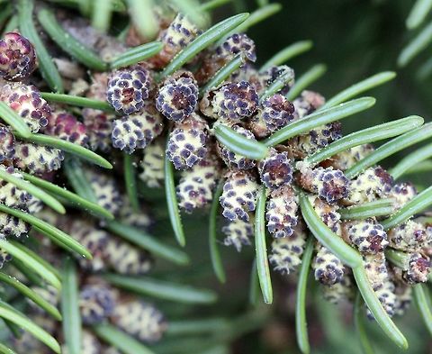 Abies balsamea Pollen or microsporangiate strobili of Abies balsamea (Balsam Fir) with pollen ready to be released. Abies balsamea,Balsam fir,Geotagged,Spring,United States,cones,fir,microsporangiate,pollen,tree