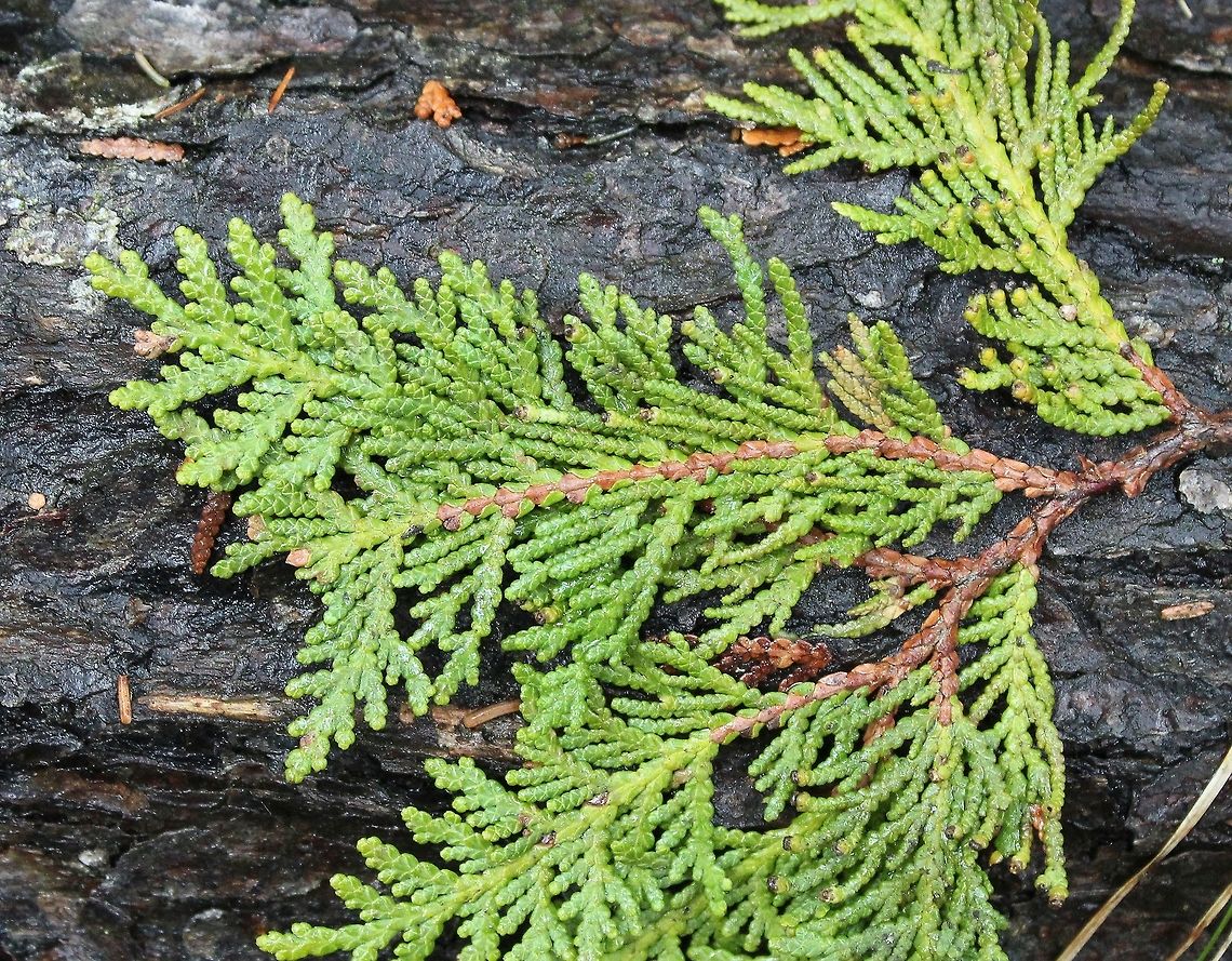 Thuja occidentalis Thuja occidentalis branchlet one of many that were blown from the trees after several days of windy weather. Found in a dense White Cedar swamp. Geotagged,Spring,Thuja occidentalis,United States,White cedar,wetlands,white cedar swamp