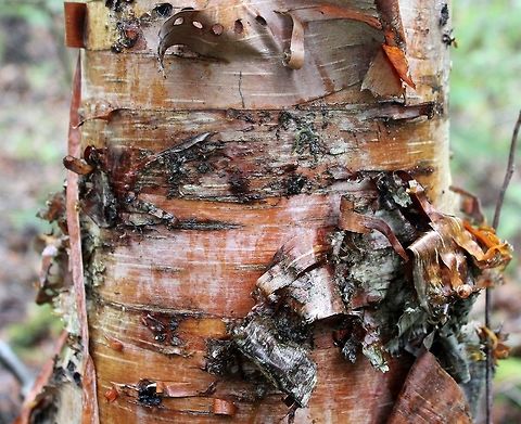 Betula cordifolia Details of the coppery colored bark of Betula cordifolia. This tree was found in a White Cedar Swamp. Betula cordifolia,Geotagged,Minnesota,Spring,United States,heart-leaved birch