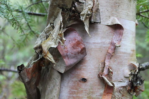 Betula cordifolia The outer bark of Betula cordifolia is white but just below that layer it is pinkish to coppery colored. This tree was found in a White Cedar Swamp. Betula cordifolia,Geotagged,Heart-leaved Birch,Minnesota,Spring,United States,bark,white cedar swamp