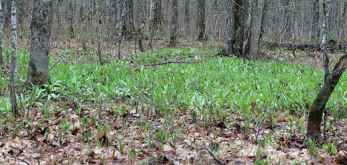 Allium tricoccum A colony of Allium tricoccum in a Sugar Maple Forest. Allium tricoccum,Geotagged,Minnesota,Spring,United States,forest,sugar maple,wild leeks