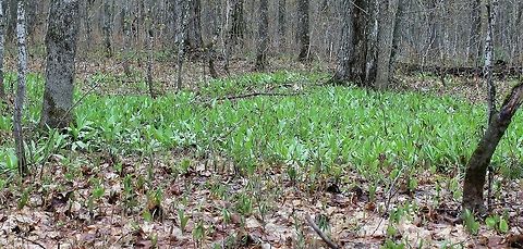 Allium tricoccum A colony of Allium tricoccum in a Sugar Maple Forest. Allium tricoccum,Geotagged,Minnesota,Spring,United States,forest,sugar maple,wild leeks