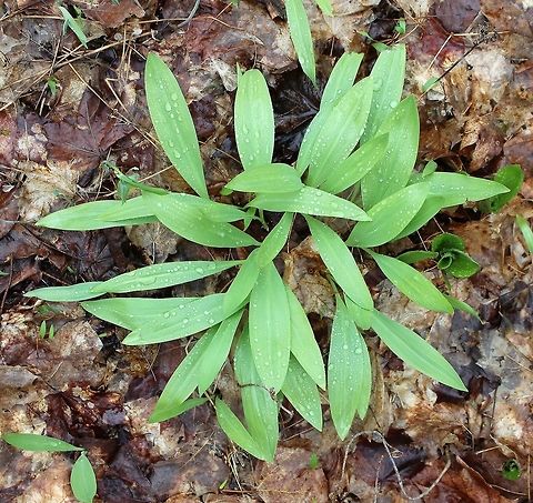Allium tricoccum Allium tricoccum in a Sugar Maple Forest. Allium tricoccum,Geotagged,Minnesota,Spring,United States,forest,sugar maple