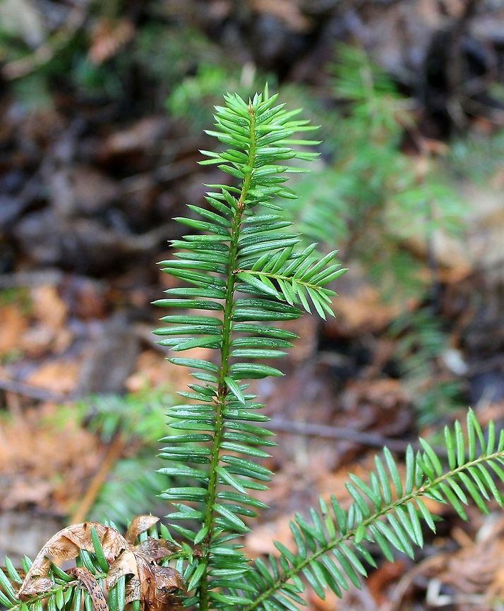 Taxus canadensis Taxus canadensis found in a White Cedar Swamp. This species prefers rich habitats and can also be found in Sugar Maple forests and nutrient-rich Black Spruce swamps. Canada Yew,Geotagged,Minnesota,Spring,Taxus canadensis,United States