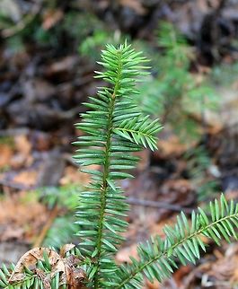 Taxus canadensis Taxus canadensis found in a White Cedar Swamp. This species prefers rich habitats and can also be found in Sugar Maple forests and nutrient-rich Black Spruce swamps. Canada Yew,Geotagged,Minnesota,Spring,Taxus canadensis,United States