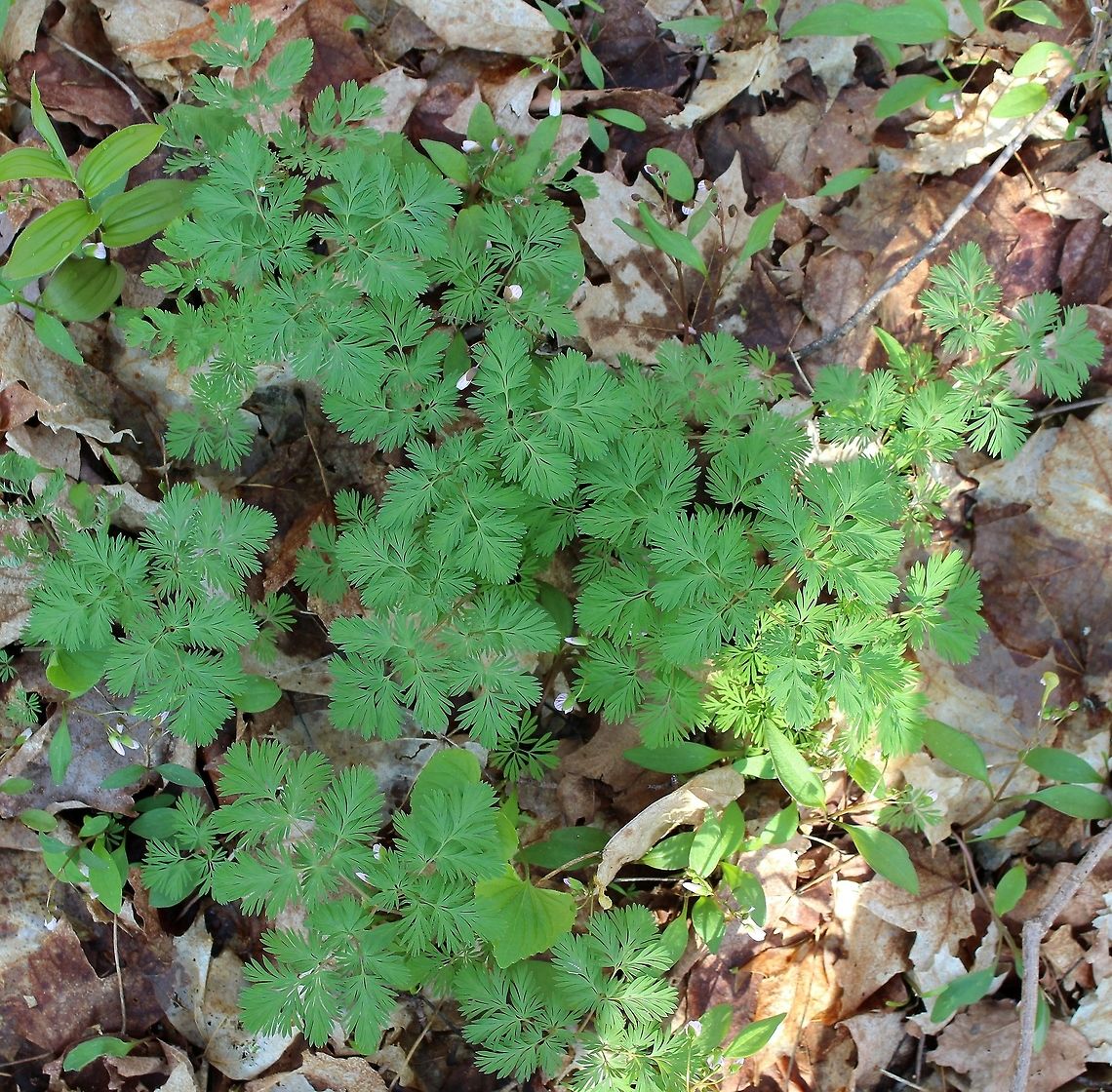 Dicentra cucullaria Dicentra cucullaria in an old-growth Sugar Maple Forest. There were thousands of plants. Dicentra cucullaria,Dutchman's breeches,Geotagged,Minnesota,Spring,United States,sugar maple