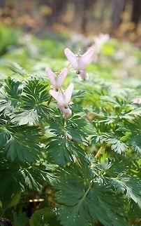 Dicentra cucullaria Dicentra cucullaria in an old-growth Sugar Maple Forest. There were thousands of plants. The flowers are normally white but become pinkish after pollination. Dicentra cucullaria,Dutchman's breeches,Geotagged,Minnesota,Spring,United States,flowers,forest,sugar maple