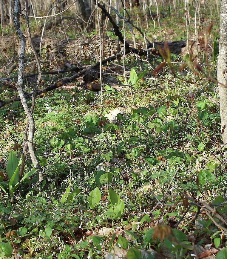 Spring Flora Spring flora on the forest floor of an old-growth Sugar Maple Forest: Claytonia caroliniana, Dicentra cucullaria, Allium tricoccum, Asarum canadense, Viola pubescens, and Maianthemum canadense. Geotagged,Minnesota,Spring,United States,forest,spring flora,sugar maple