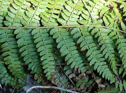 Polystichum braunii Polystichum braunii found growing on duff and soil covered boulders in an ephemeral stream that flows between an old growth Sugar Maple forest and a tall (~90 meters from the base) north facing basalt bluff. Braun's Holly Fern,Geotagged,Polystichum braunii,Spring,United States