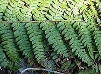 Polystichum braunii Polystichum braunii found growing on duff and soil covered boulders in an ephemeral stream that flows between an old growth Sugar Maple forest and a tall (~90 meters from the base) north facing basalt bluff. Braun's Holly Fern,Geotagged,Polystichum braunii,Spring,United States
