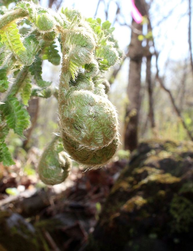 Polystichum braunii Uncoiling frond of Polystichum braunii found growing on duff and soil covered boulders in an ephemeral stream that flows between an old growth Sugar Maple forest and a tall (~90 meters from the base) north facing basalt bluff. Braun's Holly Fern,Geotagged,Minnesota,Polystichum braunii,Spring,United States,ephemeral stream