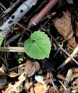 Viola selkirkii This little violet occurs in scattered locations throughout the northern quarter of Minnesota but is especially frequent in cool moist woods near the North Shore. It can be found in upland and lowland White Cedar swamps, in moist areas in Sugar Maple forests, and in the case of this one on the edge of an ephemeral stream in a Paper Birch forest. Geotagged,Minnesota,Spring,United States,Viola selkirkii,leaf,violet