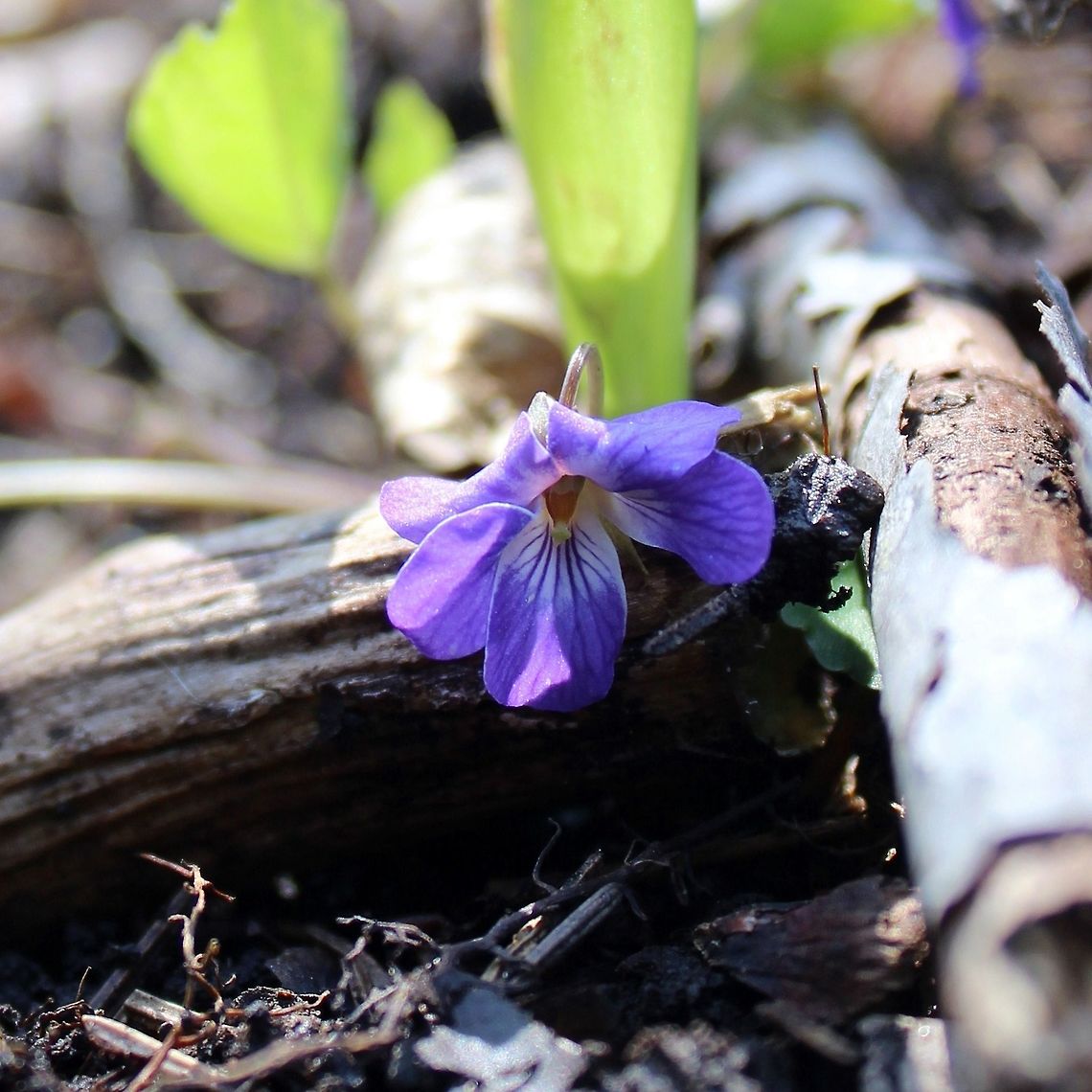 Viola selkirkii This little violet occurs in scattered locations throughout the northern quarter of Minnesota but is especially frequent in cool moist woods near the North Shore. It can be found in upland and lowland White Cedar swamps, in moist areas in Sugar Maple forests, and in the case of this one on the edge of an ephemeral stream in a Paper Birch forest. Geotagged,Minnesota,Spring,United States,Viola selkirkii,flower,forest.,violet