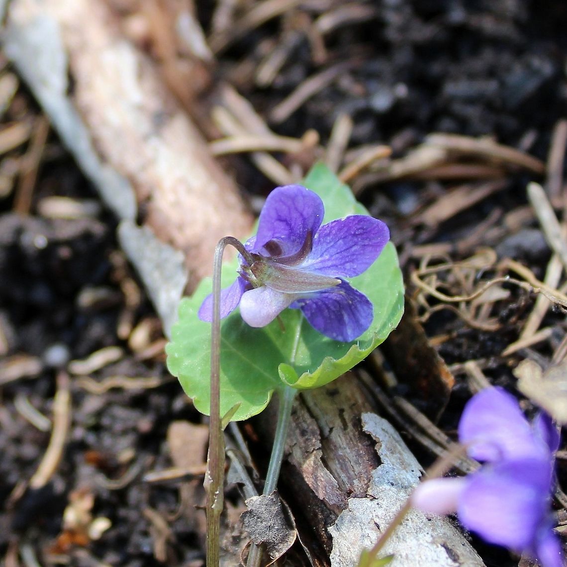 Viola selkirkii This little violet occurs in scattered locations throughout the northern quarter of Minnesota but is especially frequent in cool moist woods near the North Shore. It can be found in upland and lowland White Cedar swamps, in moist areas in Sugar Maple forests, and in the case of this one on the edge of an ephemeral stream in a Paper Birch forest. Geotagged,Spring,United States,Viola selkirkii