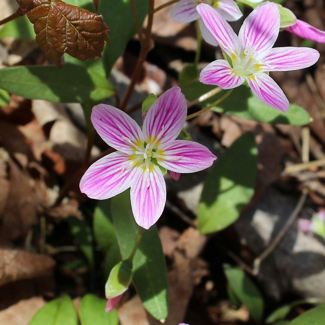 Claytonia caroliniana (Spring Beauty) Growing in an old-growth sugar maple forest. The area of this forest is about 0.2 square miles (about 130 acres) and nearly every square foot of it was densely covered with Spring Beauty. Claytonia caroliniana,Geotagged,Minnesota,Spring,Spring Beauty,United States,sugar maple