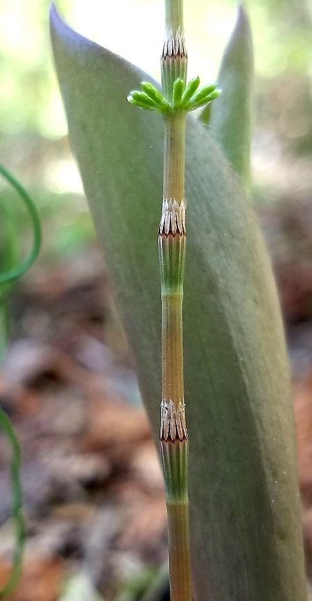 Equisetum pratense Detail of sheath and teeth (leaves) of Equisetum pratense. Growing in a moist seepy area along a river under White Cedar (Thuja Occidentalis) trees. Equisetum pratense,Geotagged,Meadow horsetail,Minnesota,Spring,United States,white cedar