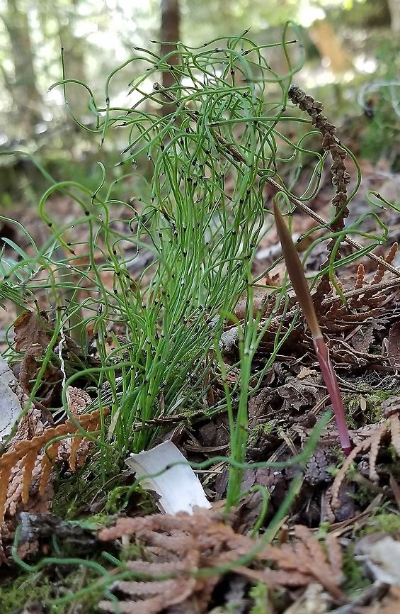 Equisetum scirpoides Equisetum scirpoides plant growing in a moist seepy area along a river under White Cedar (Thuja occidentalis) trees. Dwarf Scouring Rush,Equisetum scirpoides,Geotagged,Minnesota,Spring,Thuja occidentalis,United States,white cedar