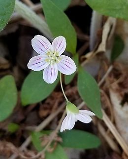 Claytonia caroliniana Part of the early spring flora in an old-growth Sugar Maple forest. Claytonia caroliniana,Geotagged,Minnesota,Spring,United States,flower,spring beauty,sugar maple