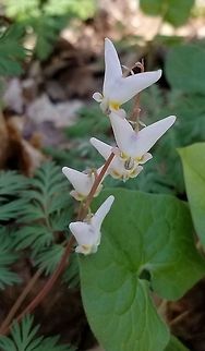 Dicentra cucullaria Part of the early spring flora in an old-growth Sugar Maple forest. Dicentra cucullaria,Dutchman's breeches,Geotagged,Minnesota,Spring,United States,sugar maple