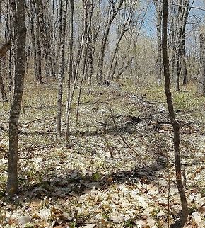 Spring flora Spring flora in an old-growth Sugar Maple forest. The trees at this location are growing on a drier site than those in the rest of the forest and are smaller and younger. There seems to be more turnover with trees living for shorter periods of time. Herbaceous species noted are Dicentra cucullaria and Claytonia caroliniana. Claytonia caroliniana,Dicentra cucullaria,Geotagged,Spring,United States,forest,sugar maple