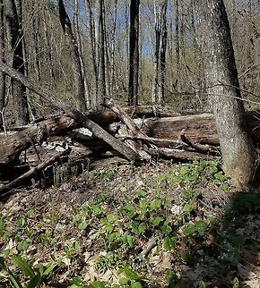 Spring flora View of the forest floor in an old-growth Sugar Maple forest. Species present include Asarum canadense, Athyrium filix-femina, Claytonia caroliniana, Maianthemum canadense, and Allium tricoccum. Geotagged,Minnesota,Spring,United States,spring flora