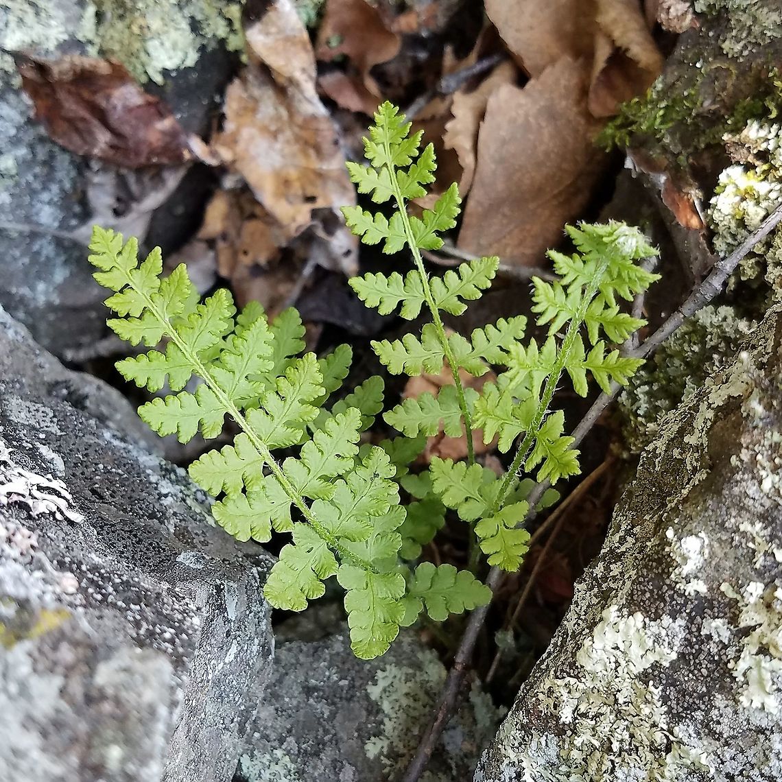 Woodsia oregana subsp. cathcartiana Woodsia oregana subsp. cathcartiana growing in a pocket of soil between rocks on a talus slope. Geotagged,Minnesota,Spring,United States,Woodsia oregana,Woodsia oregana subsp. cathcartiana,fern,talus slope,woodsia