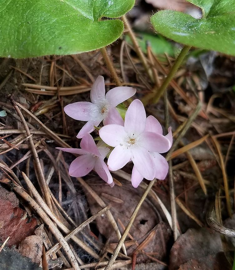 Epigaea repens Epigaea repens (Trailing Arbutus) growing in the duff beneath jack Pine (Pinus banksiana). Flower color can vary from white to pink and the flowers are intensely fragrant. Epigaea repens,Geotagged,Minnesota,Pinus banksiana,Spring,United States,jack pine,trailing arbutus