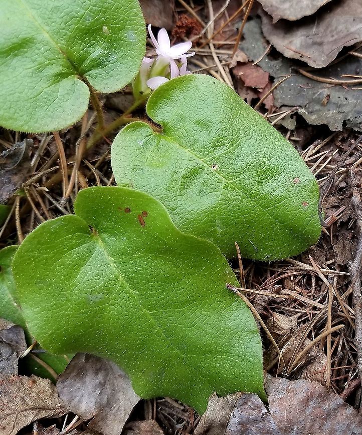 Epigaea repens Epigaea repens (Trailing Arbutus) plant growing in the duff beneath Jack Pine (Pinus banksiana).  Epigaea repens,Geotagged,Minnesota,Pinus banksiana,Spring,United States,jack pine,trailing arbutus