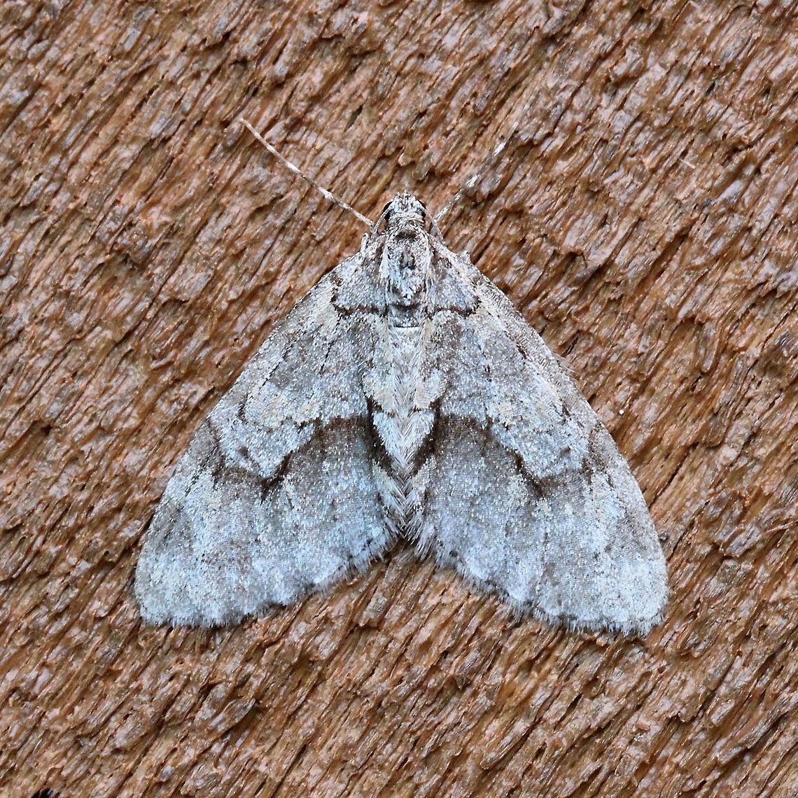 Cladara limitaria Pretty sure it is Cladara limitaria.<br />
<br />
<a href="http://mothphotographersgroup.msstate.edu/species.php?hodges=7637" rel="nofollow">http://mothphotographersgroup.msstate.edu/species.php?hodges=7637</a><br />
<a href="https://www.butterfliesandmoths.org/species/Cladara-limitaria" rel="nofollow">https://www.butterfliesandmoths.org/species/Cladara-limitaria</a><br />
<a href="https://bugguide.net/node/view/13449" rel="nofollow">https://bugguide.net/node/view/13449</a> Cladara limitaria,Geotagged,Minnesota,Spring,United States,geometridae,insect,moth