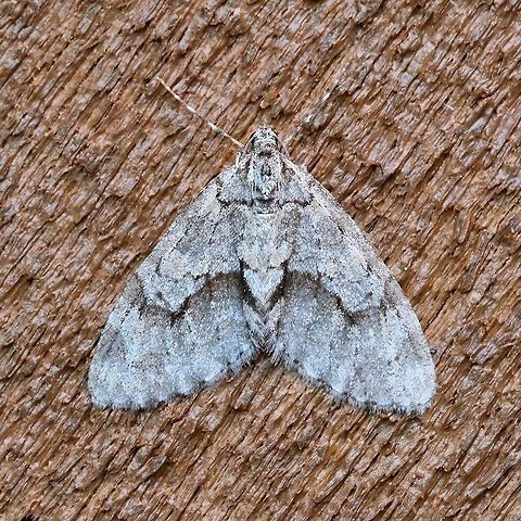 Cladara limitaria Pretty sure it is Cladara limitaria.

http://mothphotographersgroup.msstate.edu/species.php?hodges=7637
https://www.butterfliesandmoths.org/species/Cladara-limitaria
https://bugguide.net/node/view/13449 Cladara limitaria,Geotagged,Minnesota,Spring,United States,geometridae,insect,moth