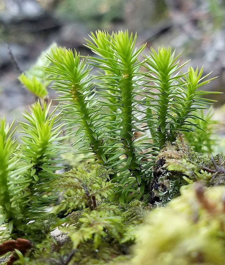 Huperzia appalachiana Growing on a north-facing talus slope in mosses and well-decomposed wood. Geotagged,Huperzia appalachiana,Minnesota,Spring,United States,clubmoss,talus slope
