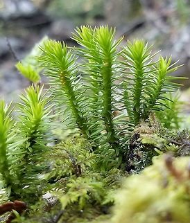 Huperzia appalachiana Growing on a north-facing talus slope in mosses and well-decomposed wood. Geotagged,Huperzia appalachiana,Minnesota,Spring,United States,clubmoss,talus slope