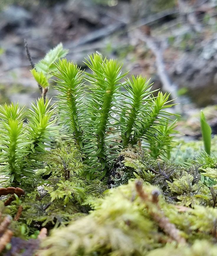 Huperzia appalachiana Growing on a north-facing talus slope in mosses and well-decomposed wood. Geotagged,Huperzia appalachiana,Minnesota,Spring,United States,clubmoss,talus slope
