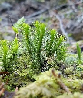 Huperzia appalachiana Growing on a north-facing talus slope in mosses and well-decomposed wood. Geotagged,Huperzia appalachiana,Minnesota,Spring,United States,clubmoss,talus slope