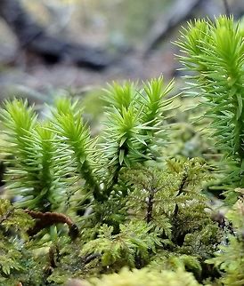 Huperzia appalachiana Growing on a north-facing talus slope in mosses and well-decomposed wood. Geotagged,Huperzia appalachiana,Minnesota,Spring,United States,clubmoss,talus slope