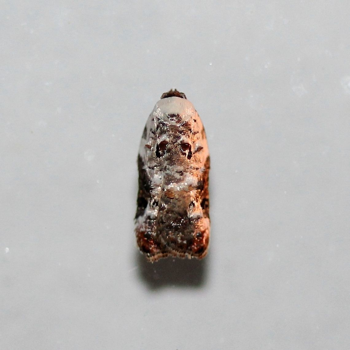 Acleris nivisellana Another moth with apparently only one other record for Minnesota.<br />
<br />
<a href="http://mothphotographersgroup.msstate.edu/species.php?hodges=3510" rel="nofollow">http://mothphotographersgroup.msstate.edu/species.php?hodges=3510</a> Acleris nivisellana,Geotagged,Minnesota,Snowy-shouldered acleris moth,Spring,United States