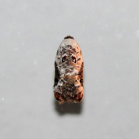 Acleris nivisellana Another moth with apparently only one other record for Minnesota.

http://mothphotographersgroup.msstate.edu/species.php?hodges=3510 Acleris nivisellana,Geotagged,Minnesota,Snowy-shouldered acleris moth,Spring,United States