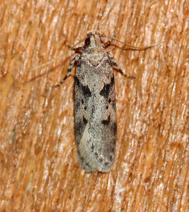 Chionodes fondella No records of this species at MPG or BAMONA for Minnesota.<br />
<br />
<a href="https://mothphotographersgroup.msstate.edu/large_map.php?hodges=2076" rel="nofollow">https://mothphotographersgroup.msstate.edu/large_map.php?hodges=2076</a><br />
<a href="https://www.butterfliesandmoths.org/species/Chionodes-fondella" rel="nofollow">https://www.butterfliesandmoths.org/species/Chionodes-fondella</a> Chionodes fondella,Geotagged,Minnesota,Spring,United States