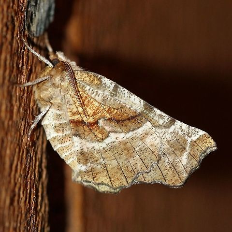 Selenia kentaria Another one. I don't have any records of this species from the years 2017 and 2018 when I first started mothing. Geotagged,Kent's thorn,Selenia kentaria,Spring,United States