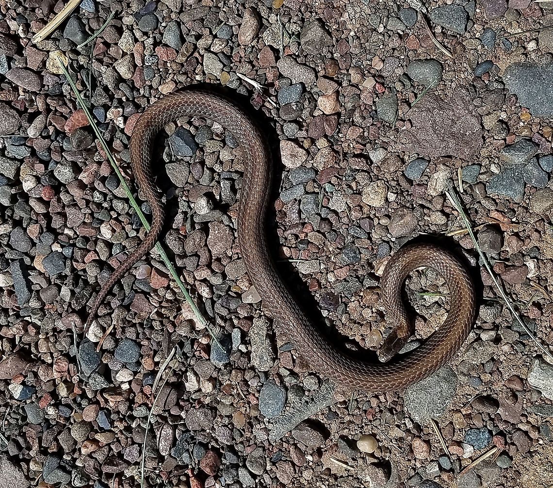 Storeria occipitomaculata (Redbelly Snake) Unfortunately, this snake was dead when I found it. Redbelly Snakes live in piles of decaying hay and compost piles around here. Geotagged,Spring,Storeria occipitomaculata,United States,redbelly snake,reptile,snake