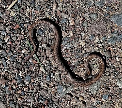 Storeria occipitomaculata (Redbelly Snake) Unfortunately, this snake was dead when I found it. Redbelly Snakes live in piles of decaying hay and compost piles around here. Geotagged,Spring,Storeria occipitomaculata,United States,redbelly snake,reptile,snake
