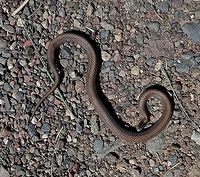 Storeria occipitomaculata (Redbelly Snake) Unfortunately, this snake was dead when I found it. Redbelly Snakes live in piles of decaying hay and compost piles around here. Geotagged,Spring,Storeria occipitomaculata,United States,redbelly snake,reptile,snake