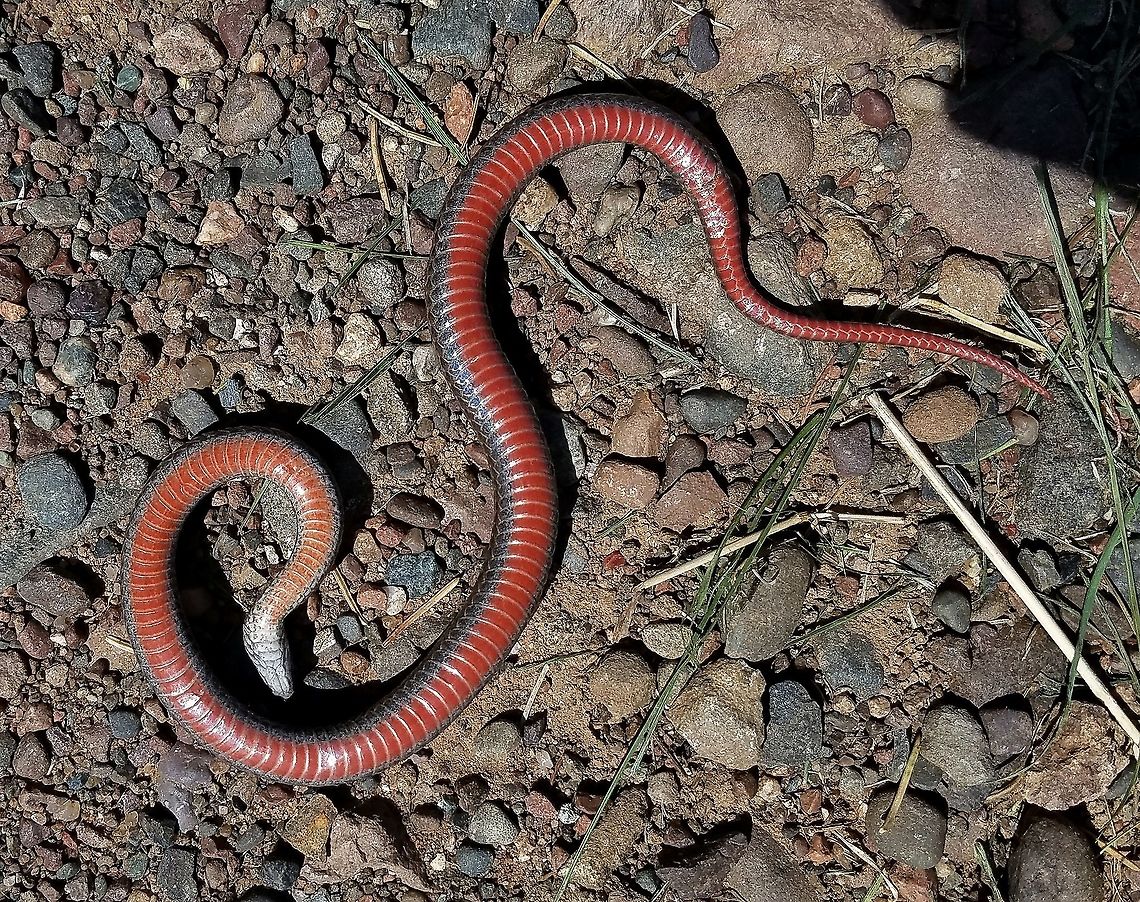 Storeria occipitomaculata (Redbelly Snake) The underside of the Redbelly Snake shown here:<br />
<br />
<figure class="photo"><a href="https://www.jungledragon.com/image/79897/storeria_occipitomaculata_redbelly_snake.html" title="Storeria occipitomaculata (Redbelly Snake)"><img src="https://s3.amazonaws.com/media.jungledragon.com/images/3383/79897_thumb.jpg?AWSAccessKeyId=05GMT0V3GWVNE7GGM1R2&Expires=1759968010&Signature=HyaBq3u5DHGhCR%2BstPmok10sLZU%3D" width="200" height="178" alt="Storeria occipitomaculata (Redbelly Snake) Unfortunately, this snake was dead when I found it. Redbelly Snakes live in piles of decaying hay and compost piles around here. Geotagged,Spring,Storeria occipitomaculata,United States,redbelly snake,reptile,snake" /></a></figure> Geotagged,Spring,Storeria occipitomaculata,United States,redbelly snake,reptile,snake