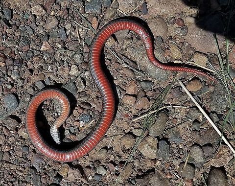 Storeria occipitomaculata (Redbelly Snake) The underside of the Redbelly Snake shown here:

https://www.jungledragon.com/image/79897/storeria_occipitomaculata_redbelly_snake.html Geotagged,Spring,Storeria occipitomaculata,United States,redbelly snake,reptile,snake