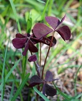 Oxalis corniculata Growing in the lawn. Geotagged,Oxalis corniculata,Spring,United States