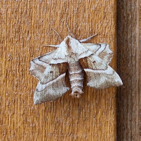Amorpha juglandis Larval host plants include Walnut, Butternut, Hickory, Alder, and Beech. Amorpha juglandis,Geotagged,Sphinx moth,Spring,United States,Walnut sphinx,moth