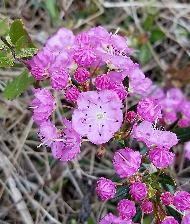 Kalmia polifolia Growing in a restored fen. Bog laurel,Geotagged,Kalmia polifolia,Spring,United States