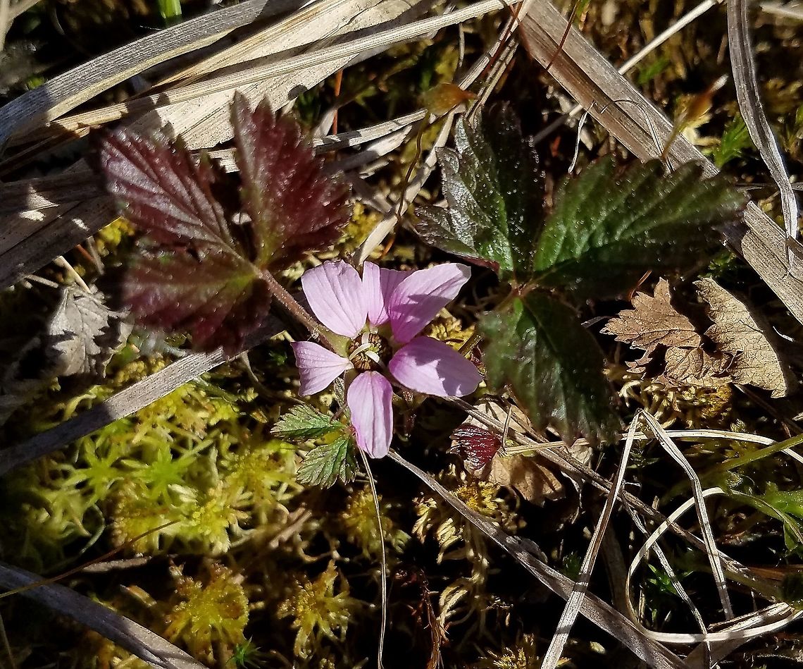 Rubus arcticus Growing in a restored fen. This is subsp. acaulis which has 3-lobed leaves, unlike subsp. stellatus which has compound leaves. Arctic bramble,Arctic raspberry,Geotagged,Rubus arcticus,Spring,United States,fen,nagoon,wetlands